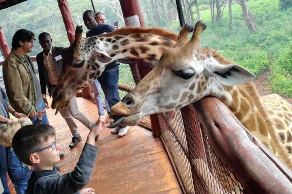 Giraffe Center