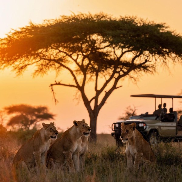 MASAI MARA EVENING GAME DRIVE