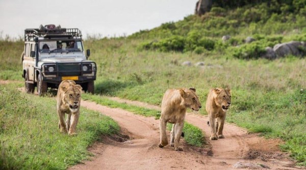 MASAI MARA FULL DAY GAME DRIVE