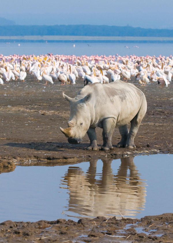 Evening Game Drive in Lake Nakuru
