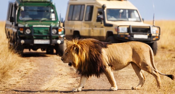 AMBOSELI FULL DAY GAME DRIVE